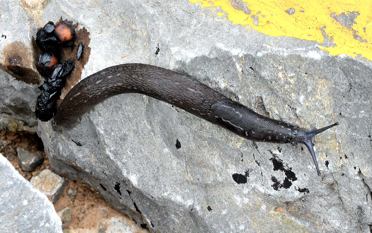 Limax cf subalpinus dal Monte Acuto (SV)