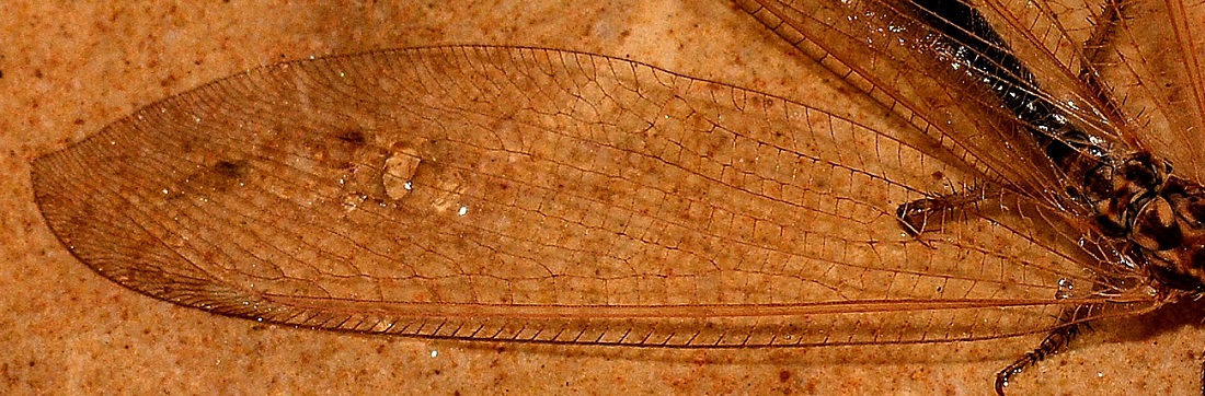 Myrmeleontidae scuro:  Creoleon lugdunensis,  femmina