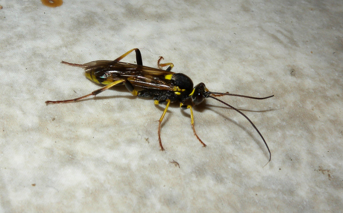 Amblyteles armatorius? (Ichneumonidae)