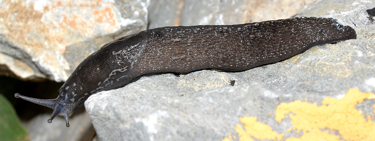 Limax cf subalpinus dal Monte Acuto (SV)