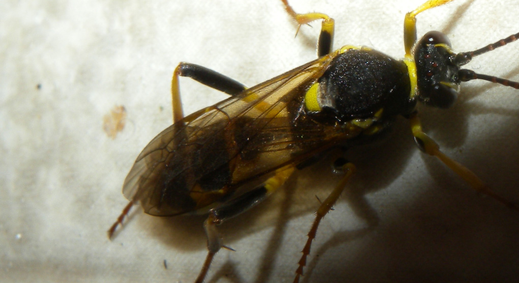 Amblyteles armatorius? (Ichneumonidae)