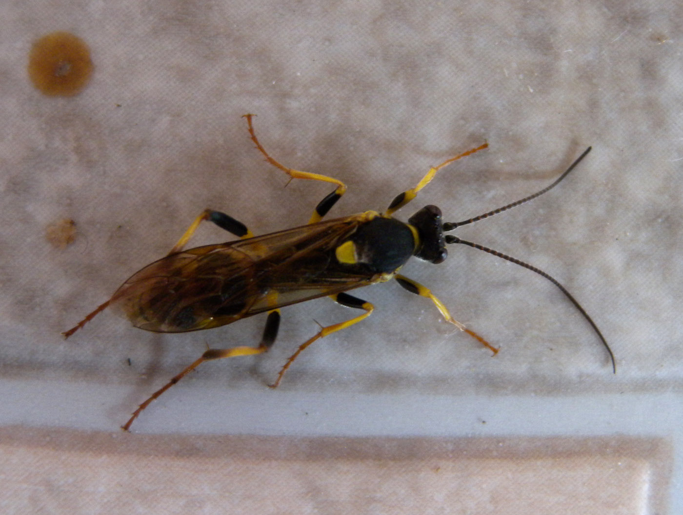 Amblyteles armatorius? (Ichneumonidae)