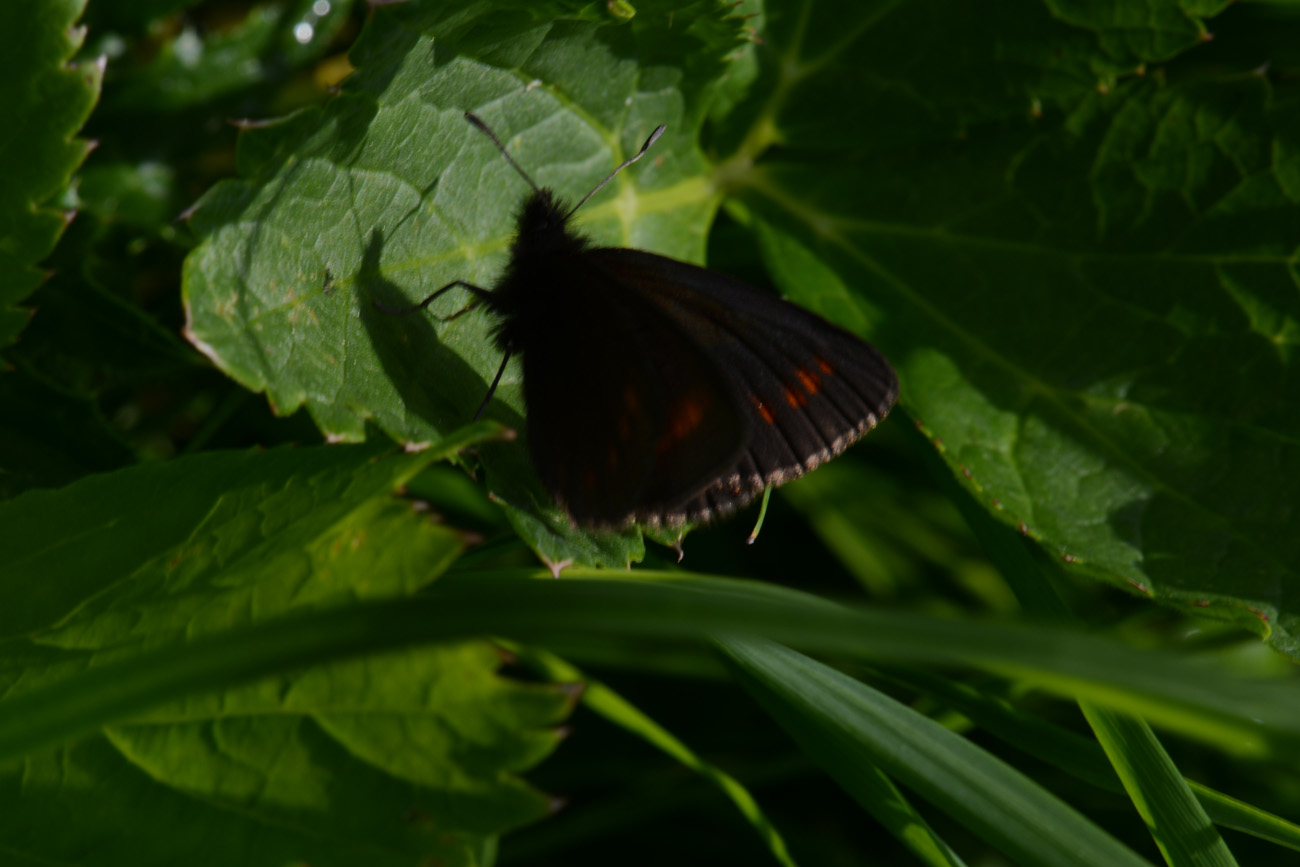 Erebia ??