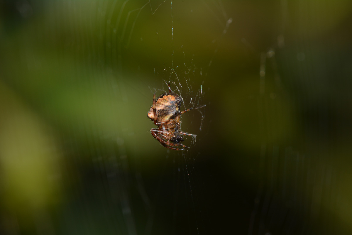 Araneus angulatus - Medaglia (MI)