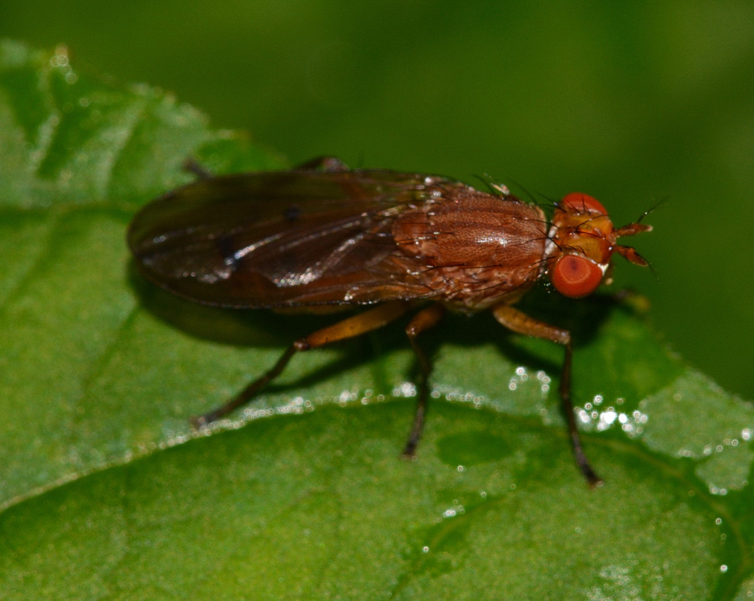 Minettia sp.? Possibile Tetanocera ferruginea