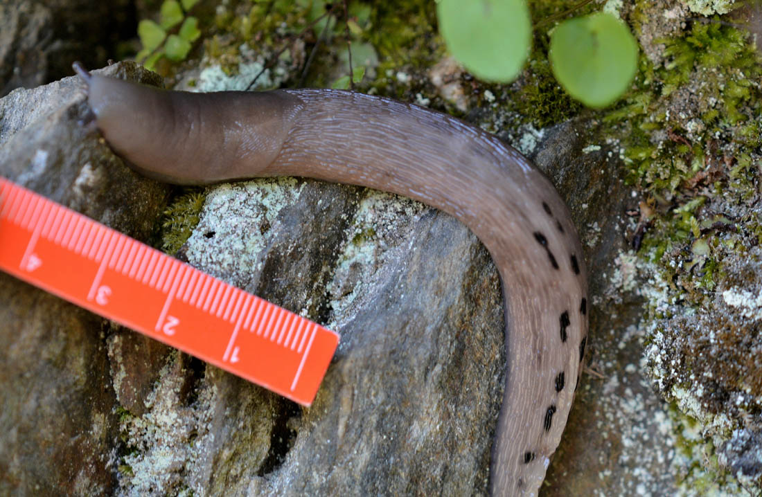 Limax alpinus da Anzino (VB)