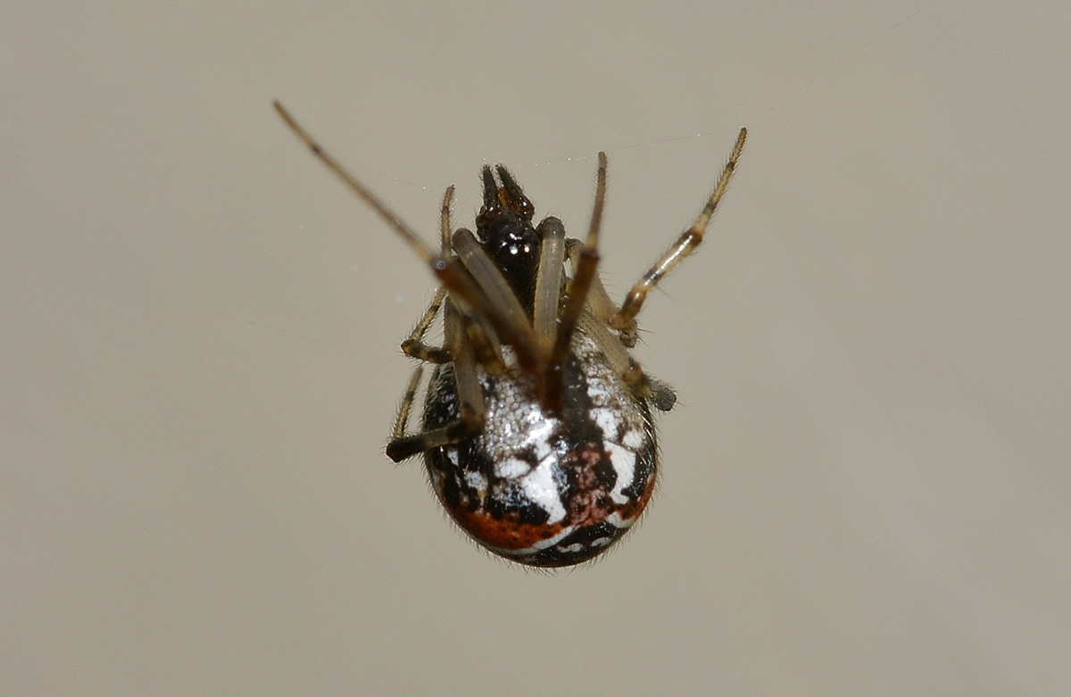 Parasteatoda lunata - Bannio Anzino (VB)