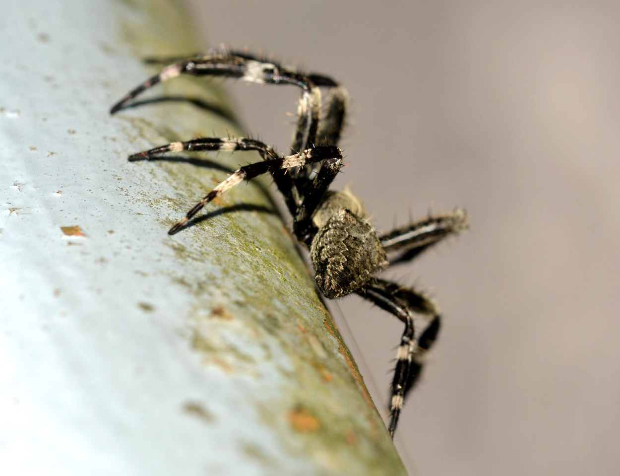 Maschio di Araneus cfr angulatus - Bannio Anzino (MI)