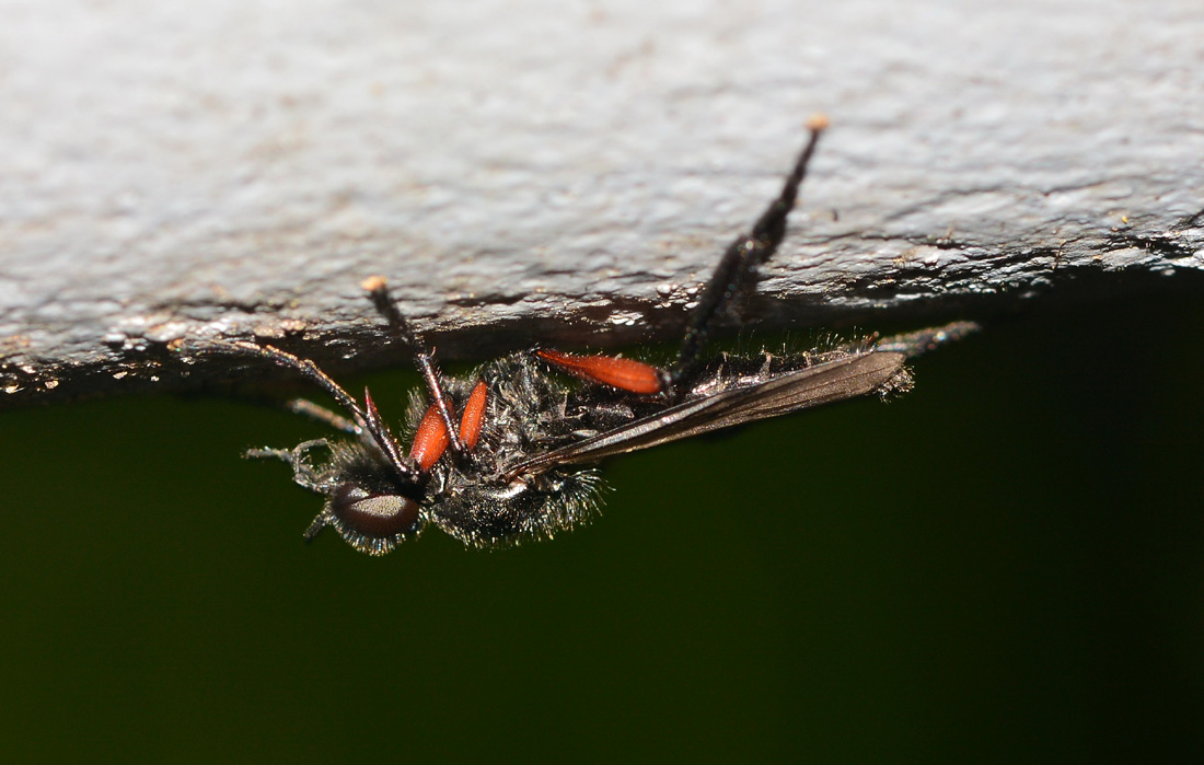 Asilidae ? No, Bibionidae:  Bibio pomonae, maschio