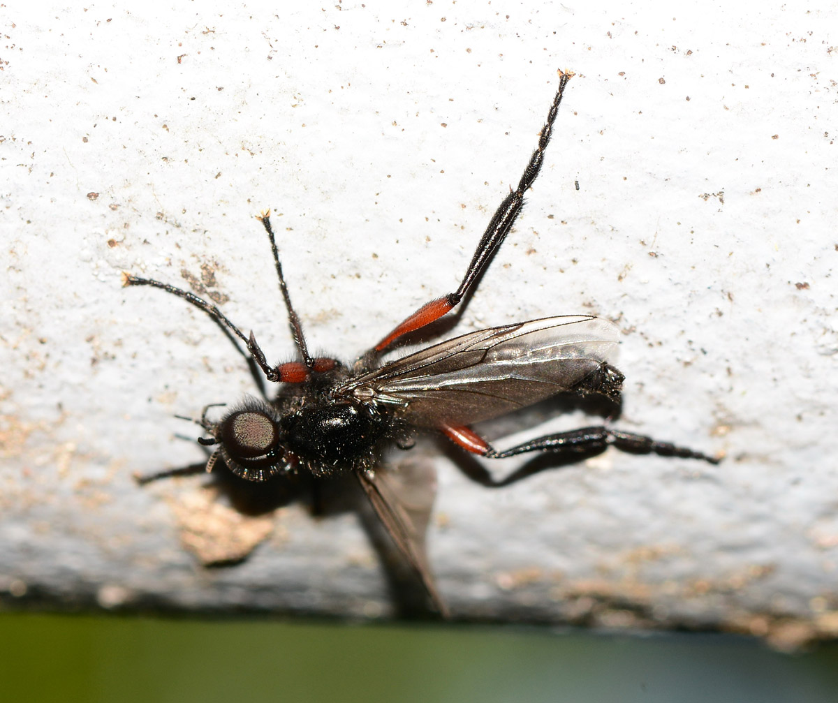 Asilidae ? No, Bibionidae:  Bibio pomonae, maschio