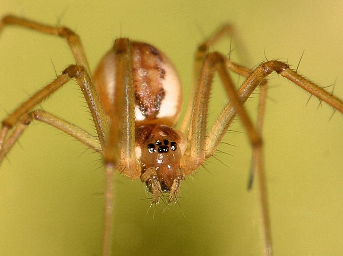 Neriene radiata - Bannio Anzino (VB)