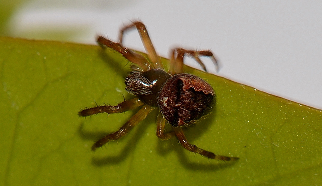 Araneus angulatus - Medaglia (MI)