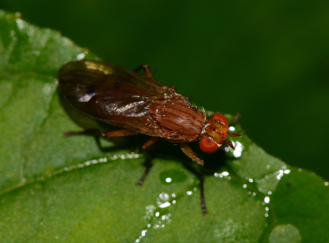 Minettia sp.? Possibile Tetanocera ferruginea