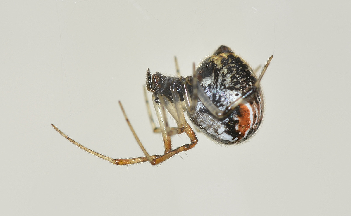 Parasteatoda lunata - Bannio Anzino (VB)