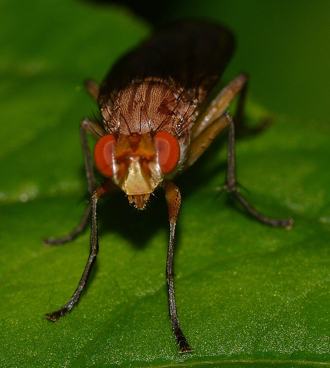 Minettia sp.? Possibile Tetanocera ferruginea