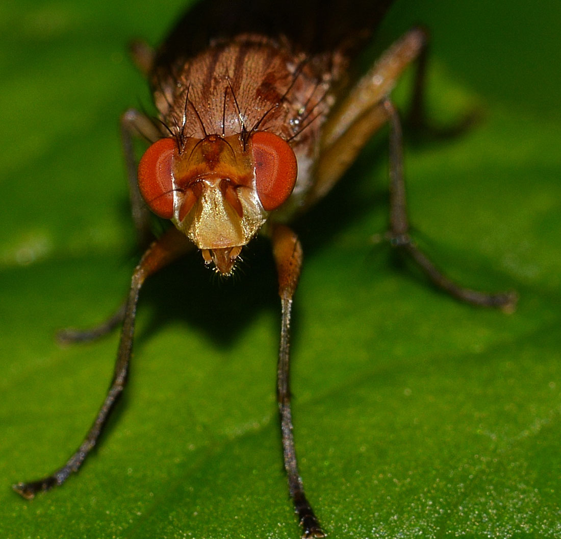 Minettia sp.? Possibile Tetanocera ferruginea