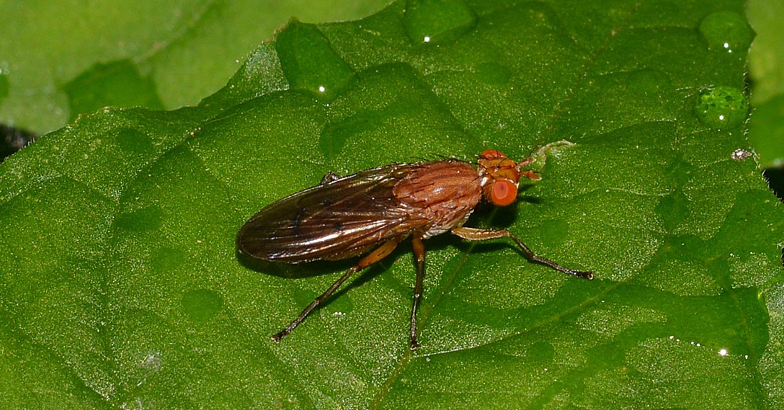 Minettia sp.? Possibile Tetanocera ferruginea