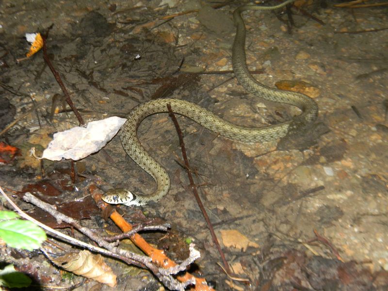 Natrix natrix di notte a caccia di girini