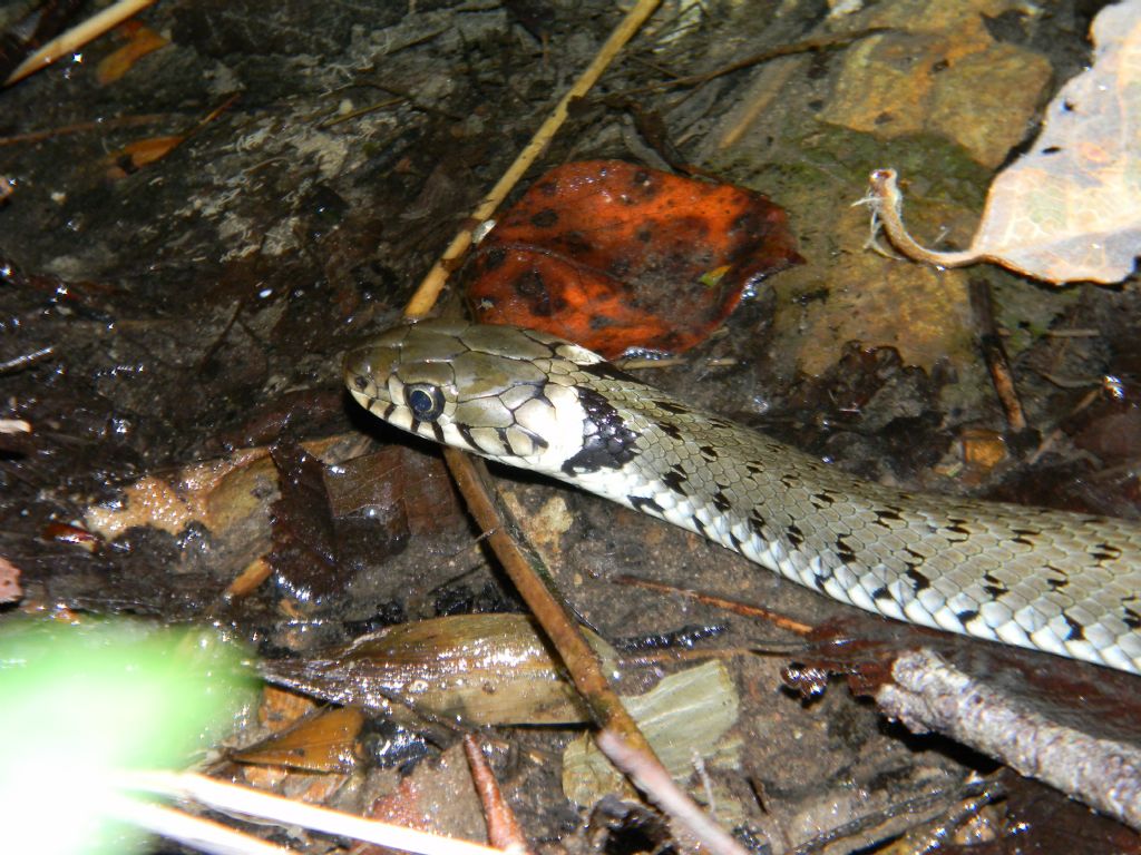 Natrix natrix di notte a caccia di girini