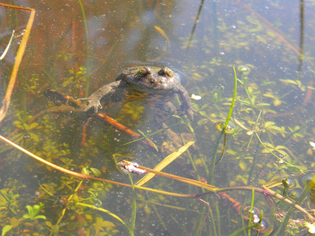 Bombina variegata