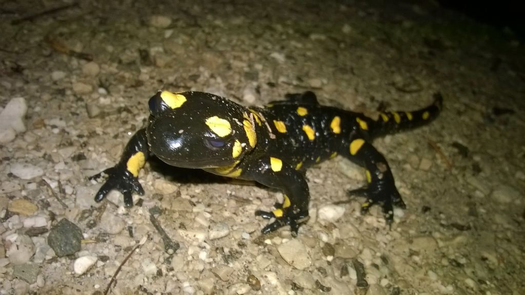 Salamandra salamandra