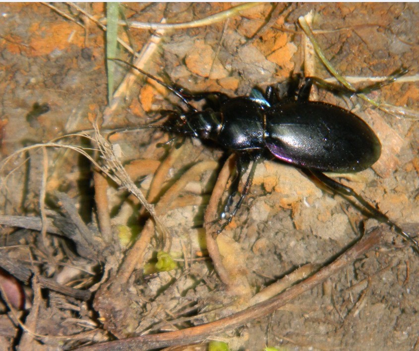 Carabus germarii