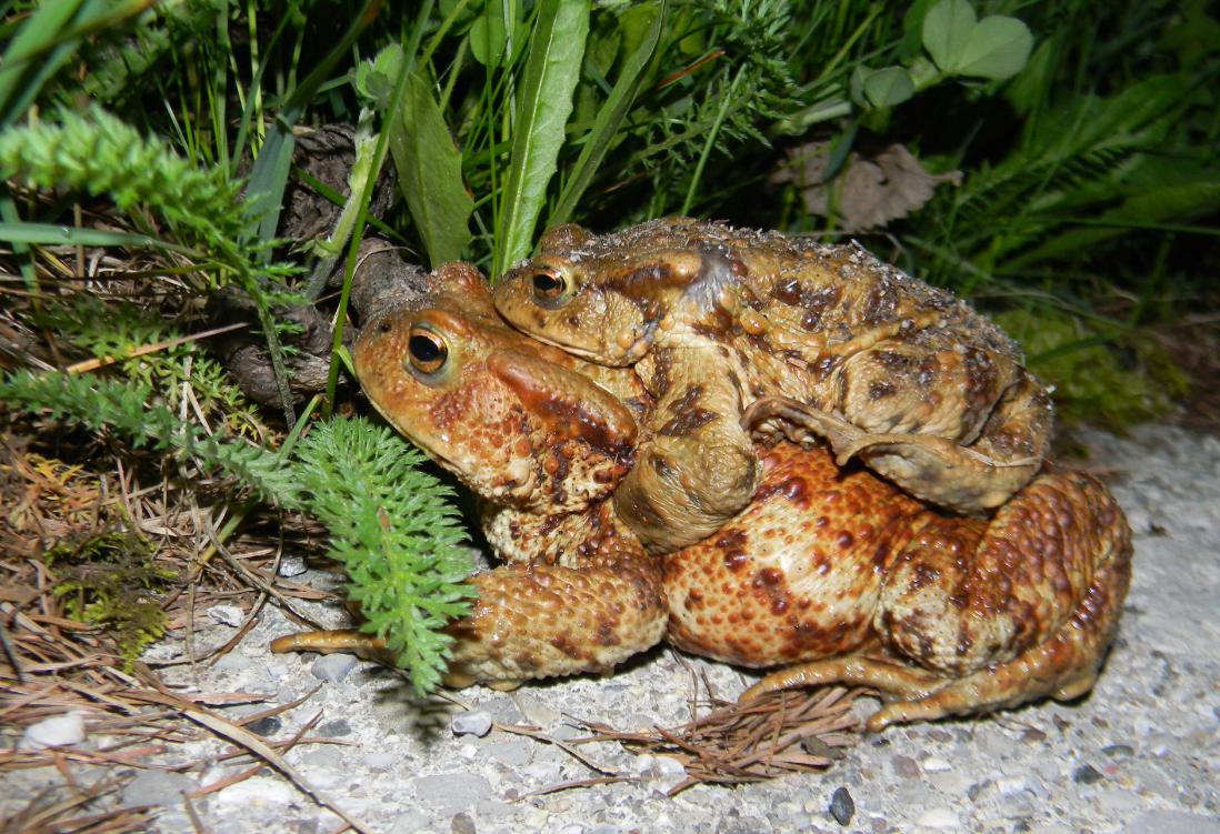 Stagno by night - attraversamento rospi