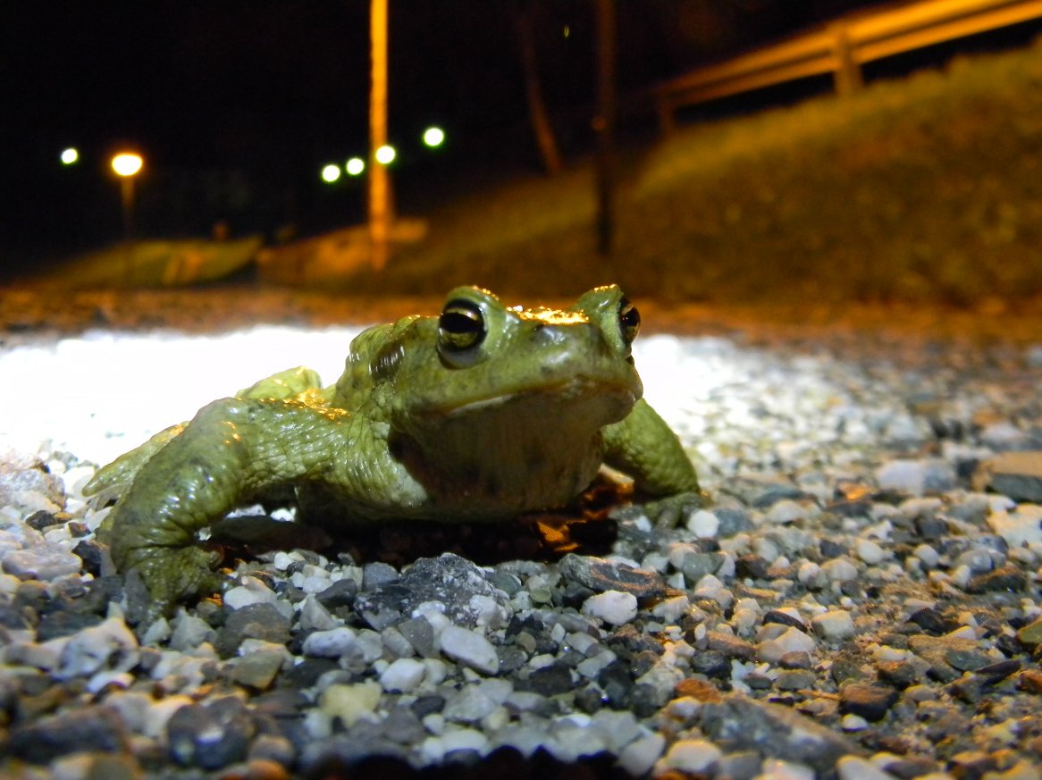 Stagno by night - attraversamento rospi