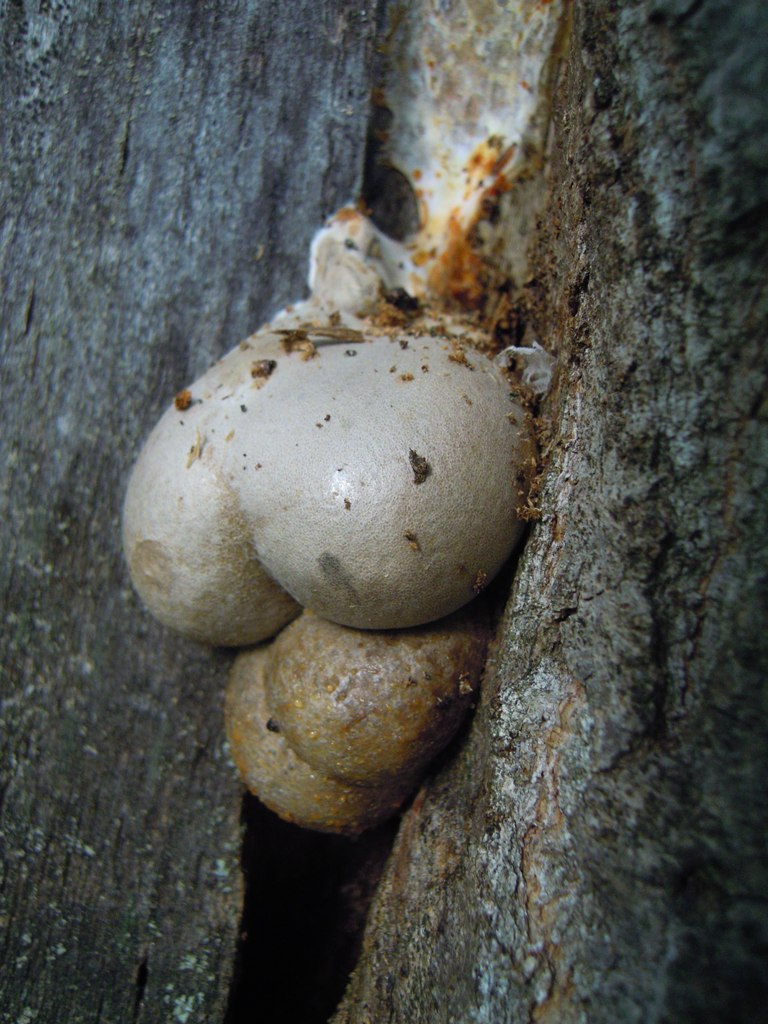 fungo sconosciuto - Reticularia lycoperdon