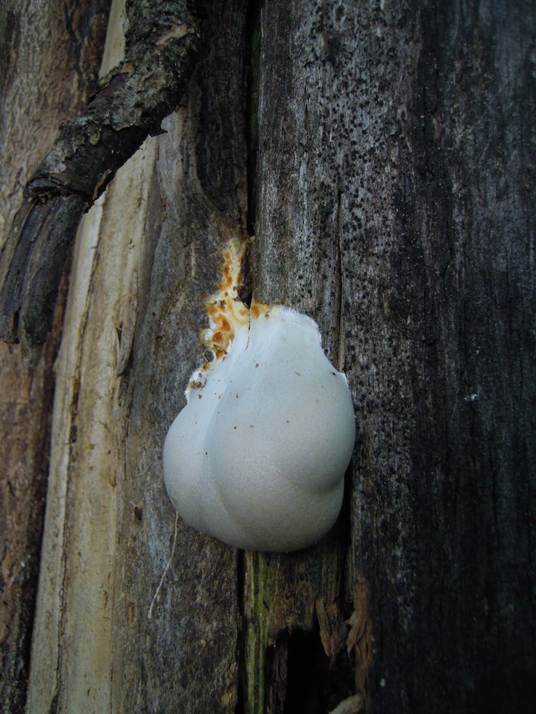 fungo sconosciuto - Reticularia lycoperdon