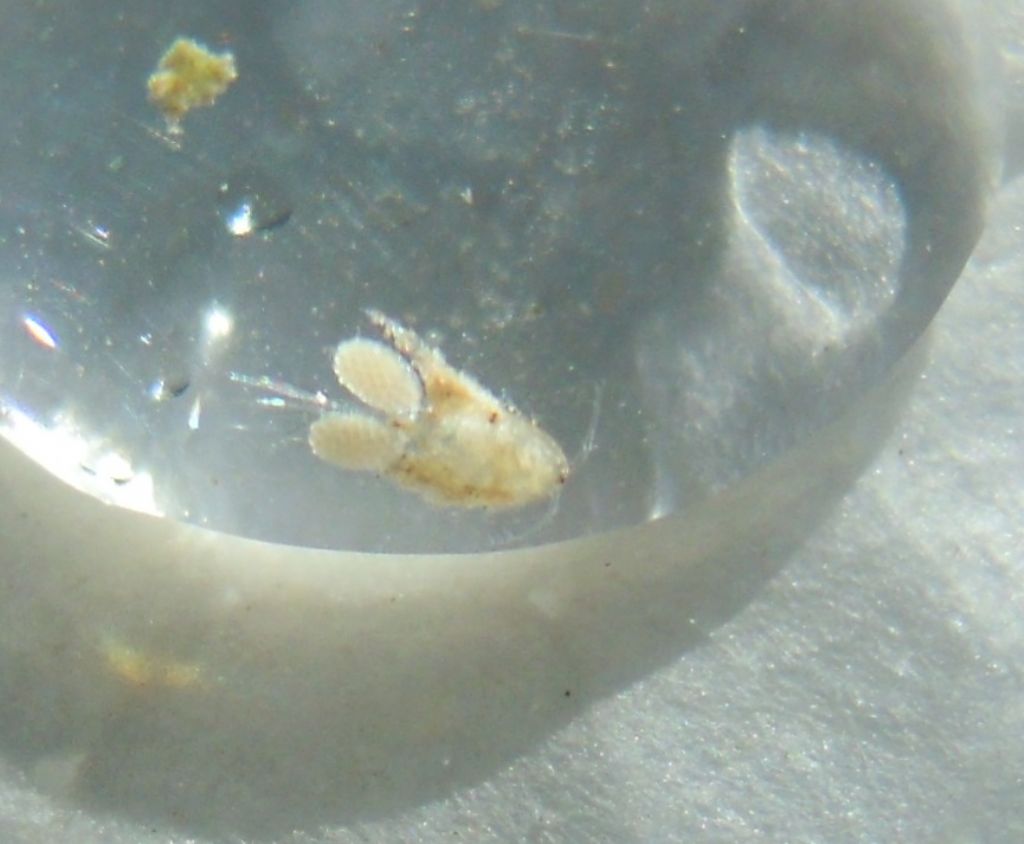 Copepode ciclopoide femmina