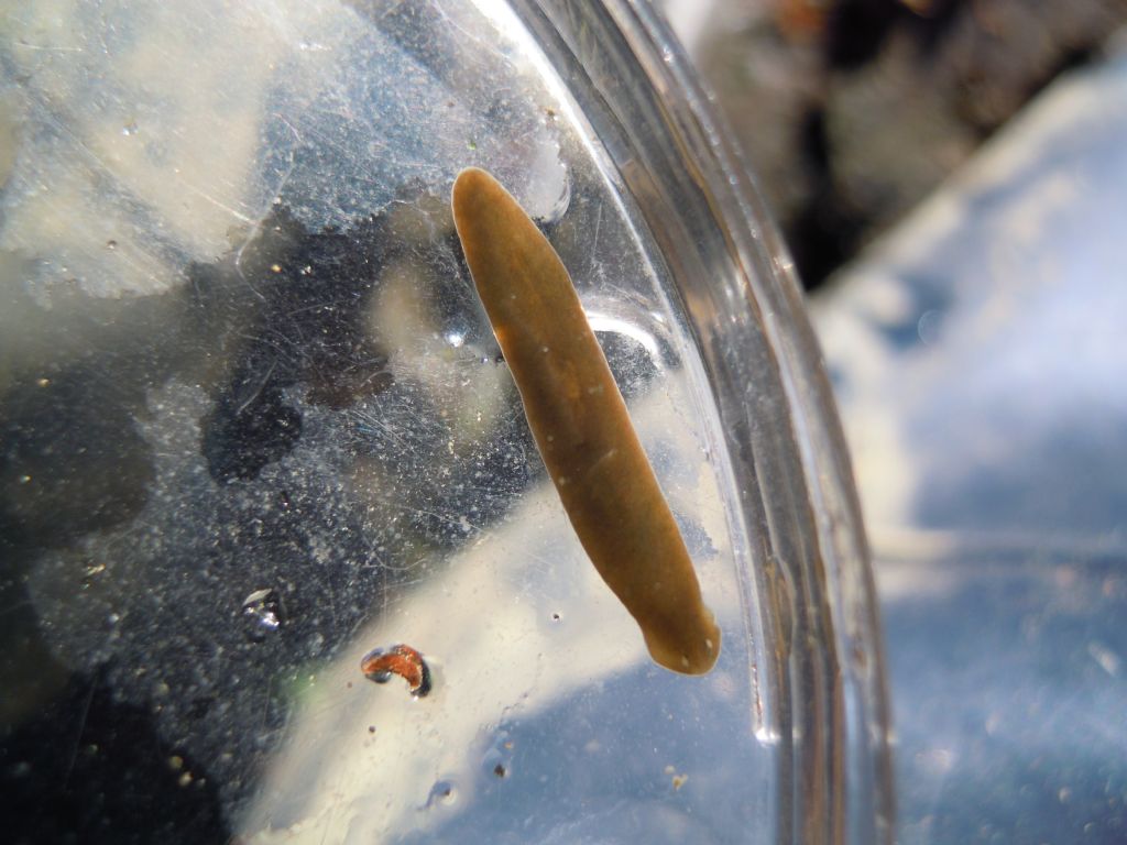 Planaria: Dugesia