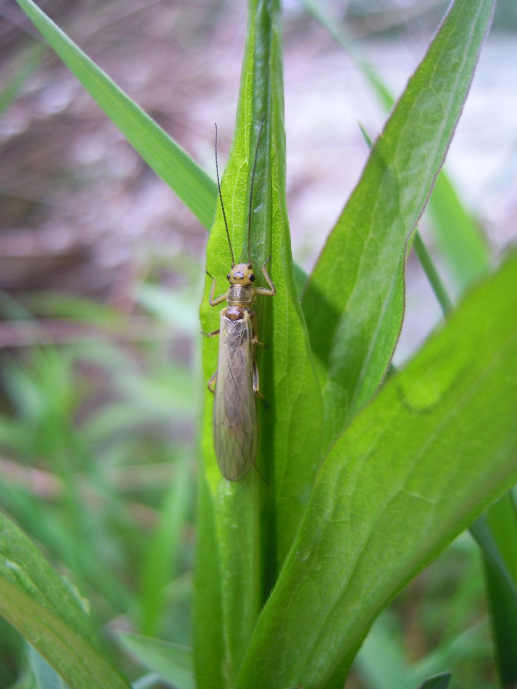 Isoperla grammatica