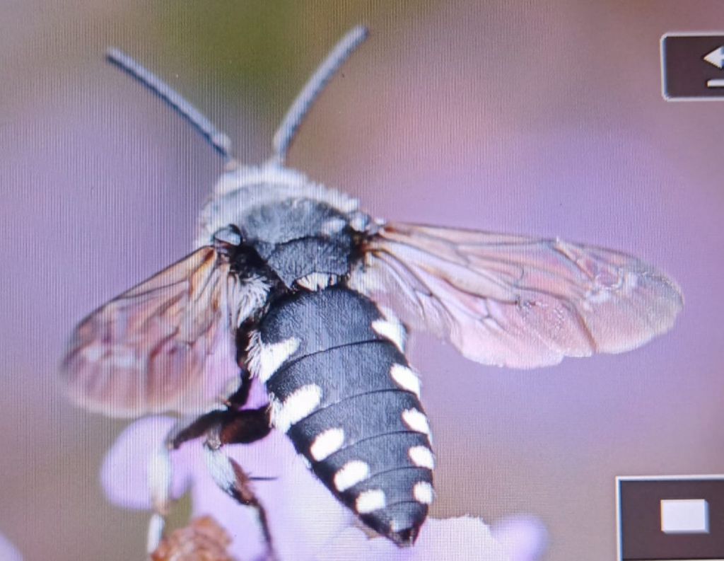 Identificazione Thyreus