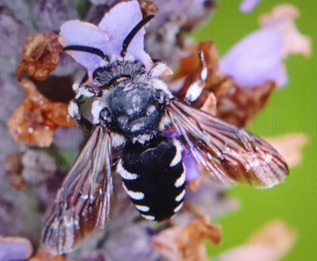 Identificazione Thyreus