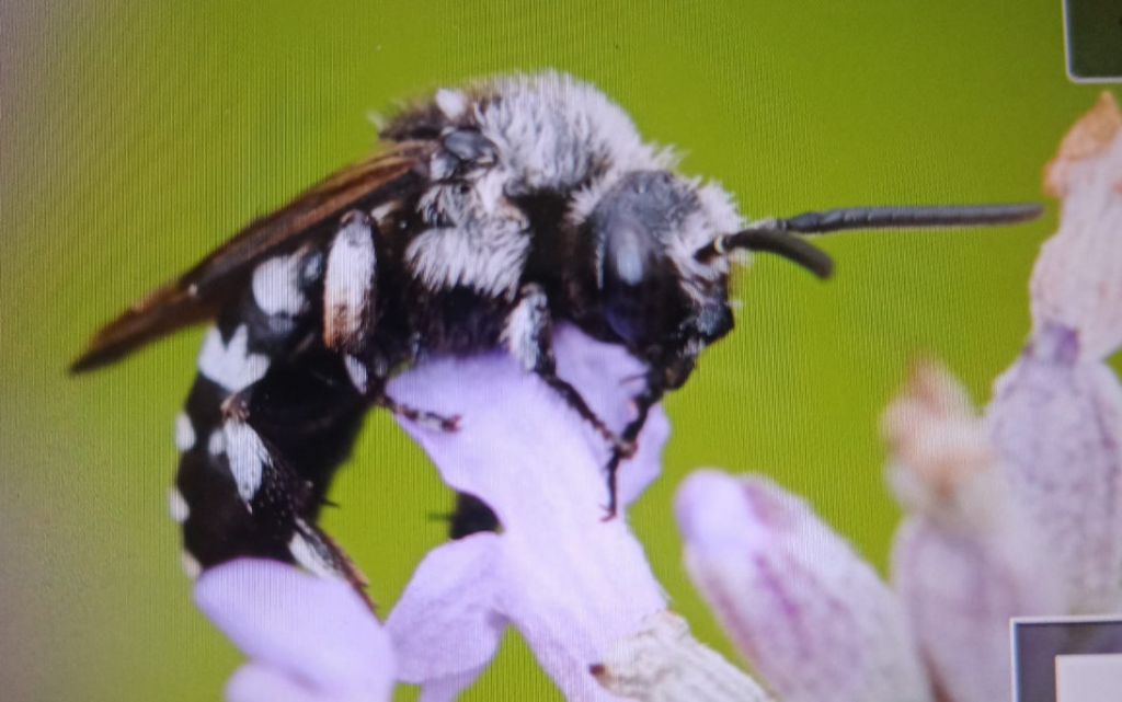 Identificazione Thyreus