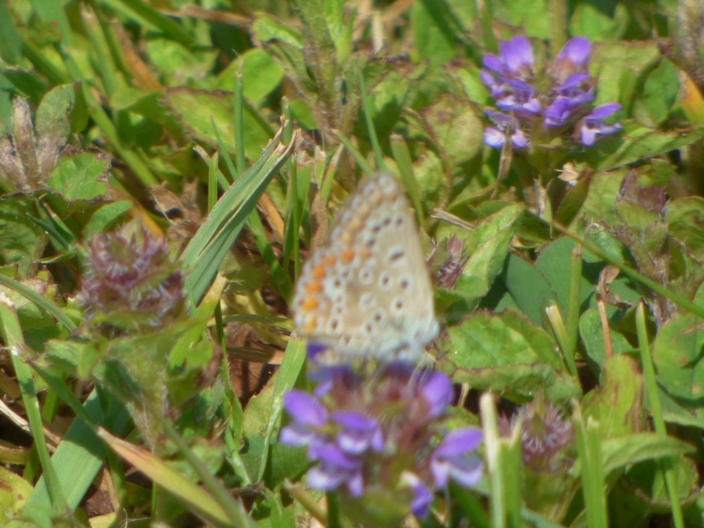 Polyommatus?