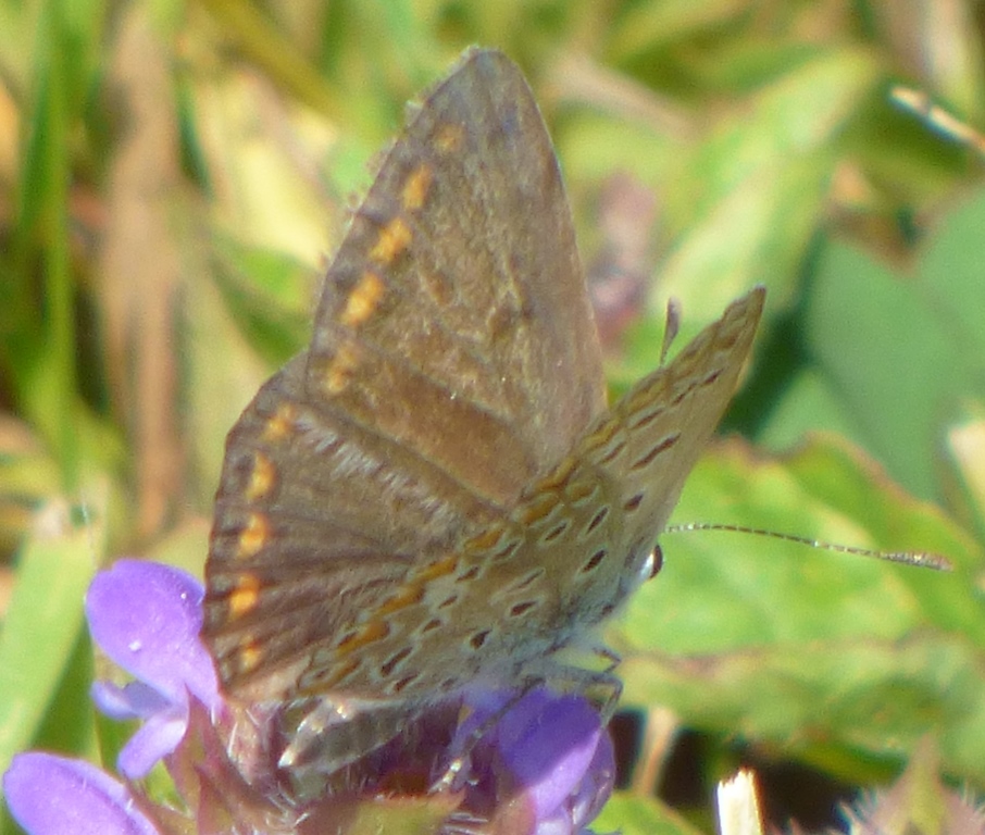 Polyommatus?