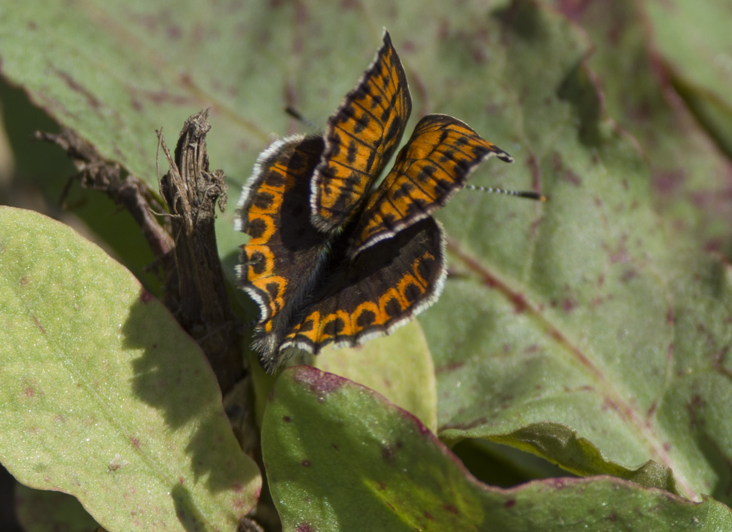 Tityrus strana