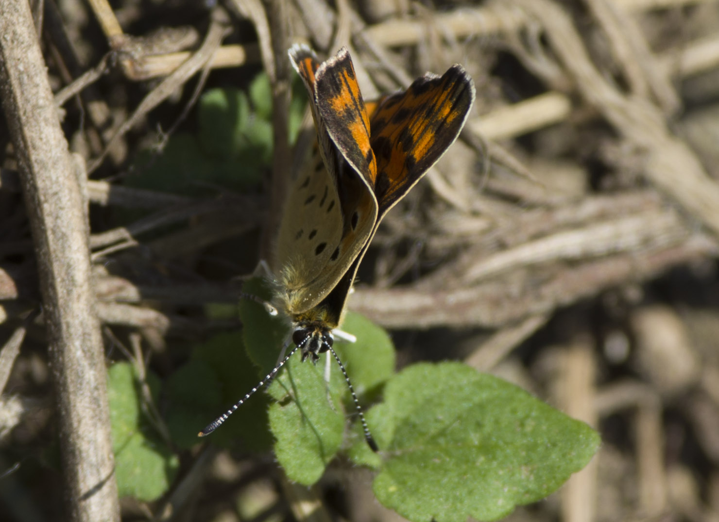 Tityrus strana