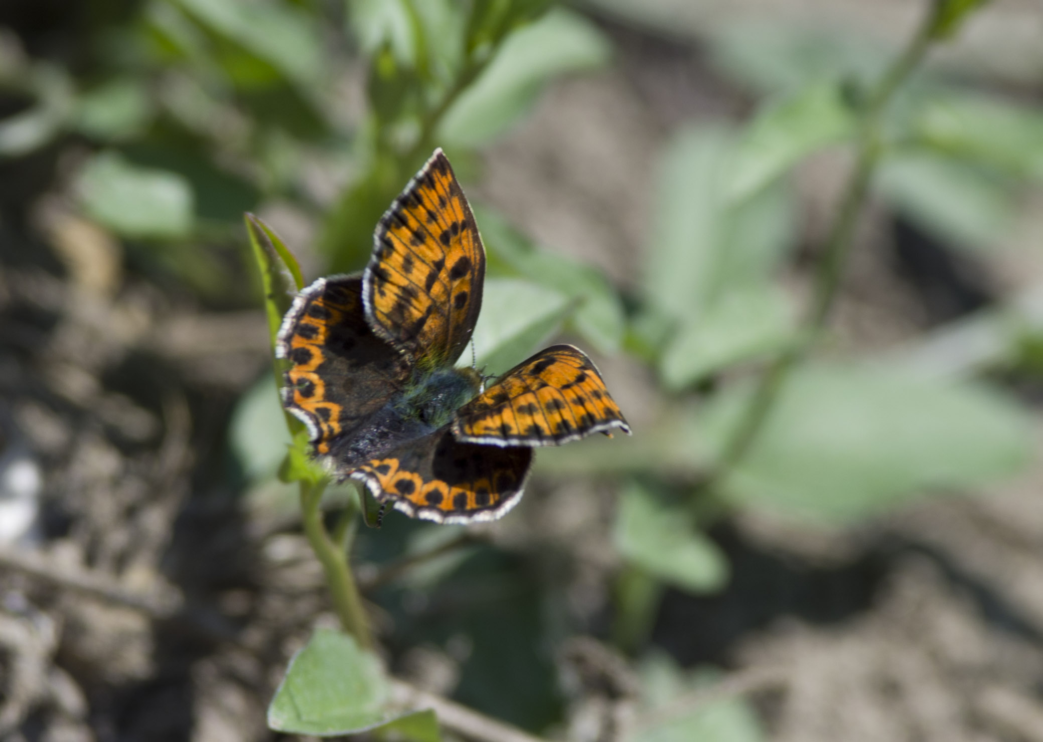 Tityrus strana