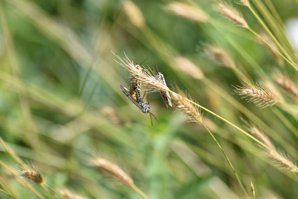 Falene da identificare: Coscinia striata - Erebidae