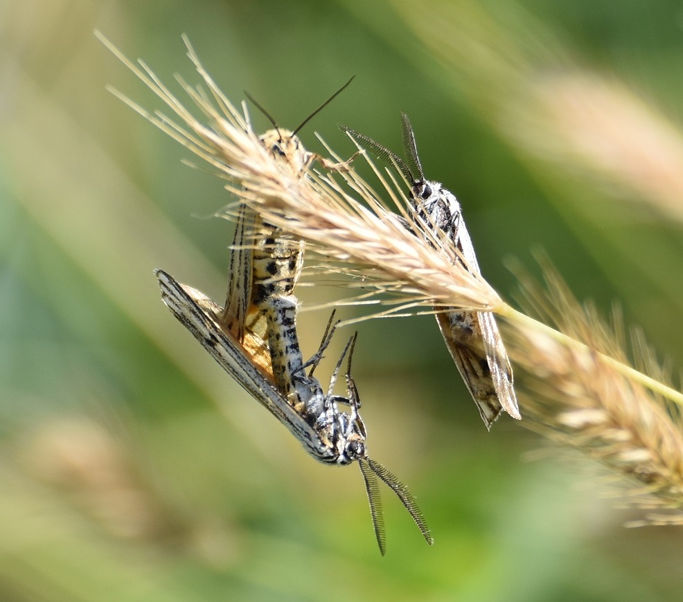 Falene da identificare: Coscinia striata - Erebidae