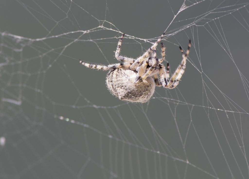 Araneus sp. (A.circe o A. angulatus) - Passo Croce (LU)