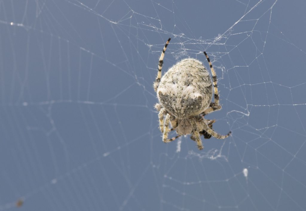 Araneus sp. (A.circe o A. angulatus) - Passo Croce (LU)