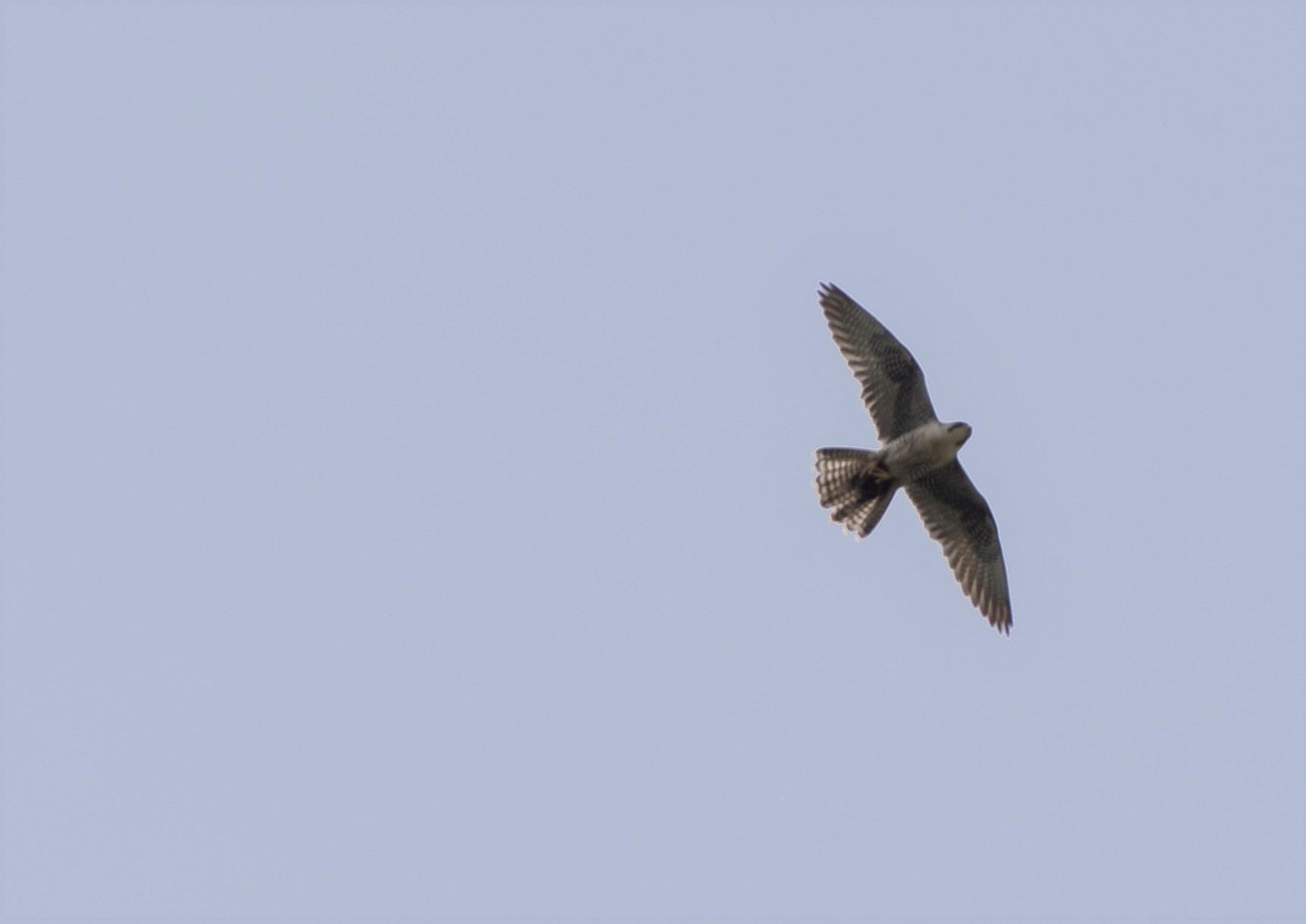 Lanario (Falco biarmicus)