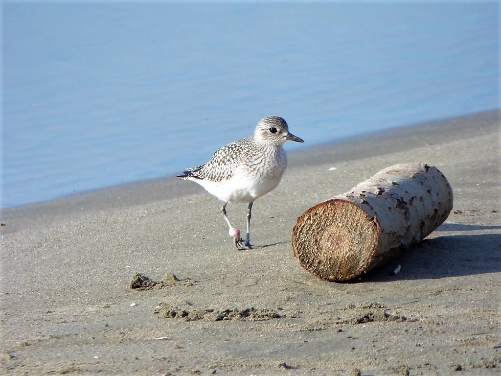 Pivieressa (Pluvialis squatarola) con lenza