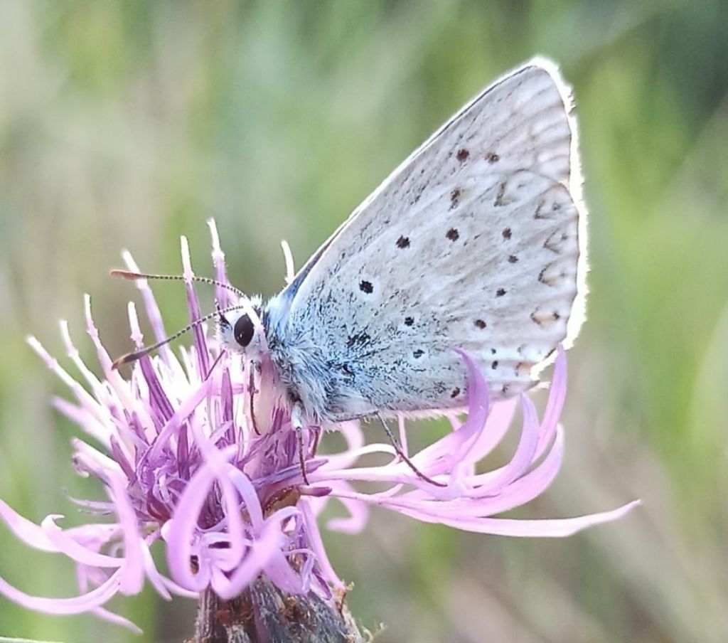 Licenide da identificare