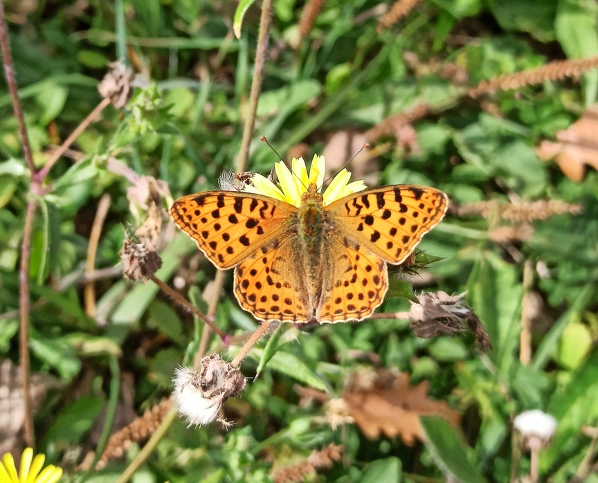 Farfalla arancione da identificare