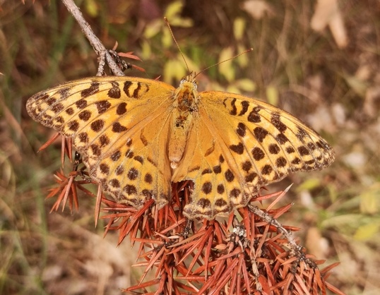 Farfalla arancione da identificare